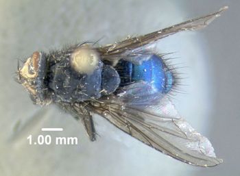 Media type: image;   Entomology 613615 Aspect: habitus dorsal view